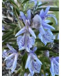 Розмарин лікарський Блю Вінтер | Rosmarinus officinalis Blue Winter | Розмарин лекарственный Блю Винтер